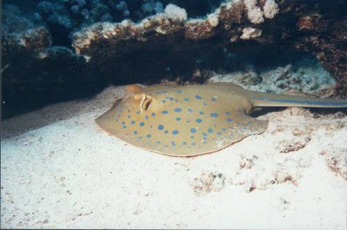 blue-spotted ray