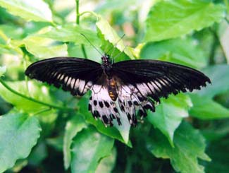 Butterflies in Long Sutton (22-04-2003)