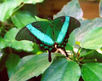 Butterflies in Long Sutton (22-04-2003)