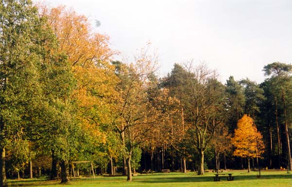 Thetford forest (02-11-2002)